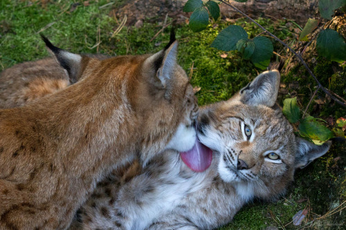 bigcatkingdom: Waschtag (by Cloudtail)