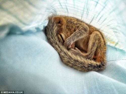 phototoartguy:  Nodding off at your keyboard? This tiny palm squirrel can fall asleep ANYWHERE (but it prefers its owner’s shirt pocket) Wildlife film maker Paul Williams, 34, took looks after the tiny palm squirrel Has cared for the animal, called