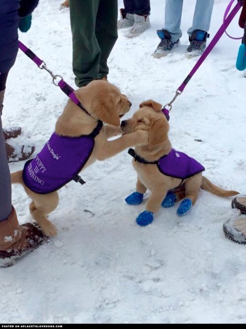 Porn thecutestofthecute:Future service/guide dogs photos