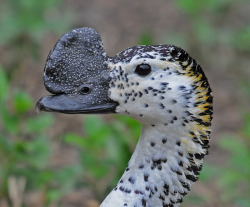 libutron:  African Comb Duck - Sarkidiornis melanotos This peculiar duck belonging to the species Sarkidiornis melanotos (Anseriformes - Anatidae) gets its common name from the large, fleshy, dark grey growth or ‘comb’ on the top of the male’s