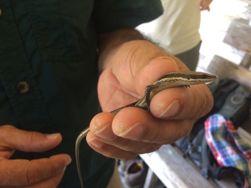 Continuing on the photos from the course, here are a few of the critters we encountered!