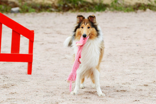 Mommy look, I found a toy at the end of the track!