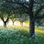 quietforestwind