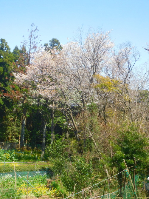 桜