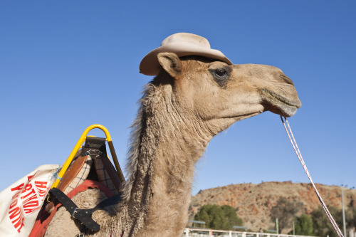 letsgowild:  Camel racing is a popular sport in Pakistan, Saudi Arabia, Egypt, Bahrain, Jordan, Qata