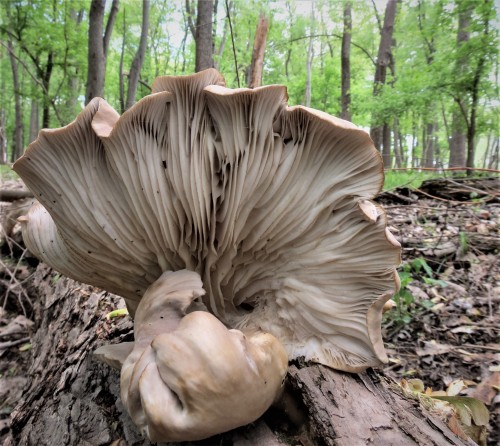 lraquel:
“The second largest oyster mushroom I ever found at nearly a foot tall.
Pleurotus species, secret spot, Spring 2014.
”
I didn’t eat the giant mushroom. If you zoom in, you can see it already has insect damage at the base. Here are some pics...