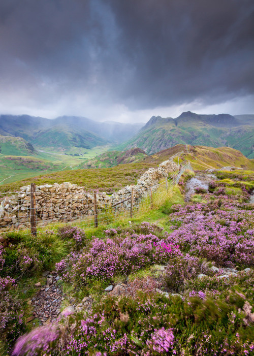 goddess-river:  isawatree:  Of Rain, Heather and The Langdale Pikes by Anita Nicholson  ☽ ⁎ ˚ * ☀ Land of mystique ✵ ⁎ * ☾