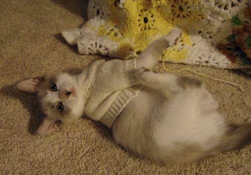 Paris trying to figure out why he’s in this sweater. =)(submitted by @kindnessiseternal)