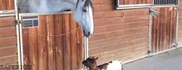 on-white-horses:saferion:Adorable heatbutting goat receiving kisses! (x)oh dearie methis level of cu