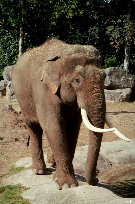 Aung Bo The Asian Elephant, Chester Zoo.