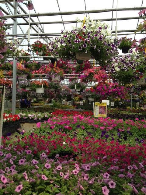 floralxforests:  I miss the spring and going in greenhouses to buy plants.