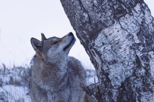 her-wolf:The wolf talk to tree by  左手®²⁰¹⁷