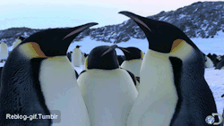 welele:  Las discusiones entre pingüinos son difíciles de seguir.