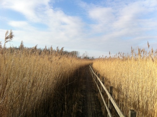 This isn’t art, but we visited a bird-lake (i’m there st least once a year) for a school