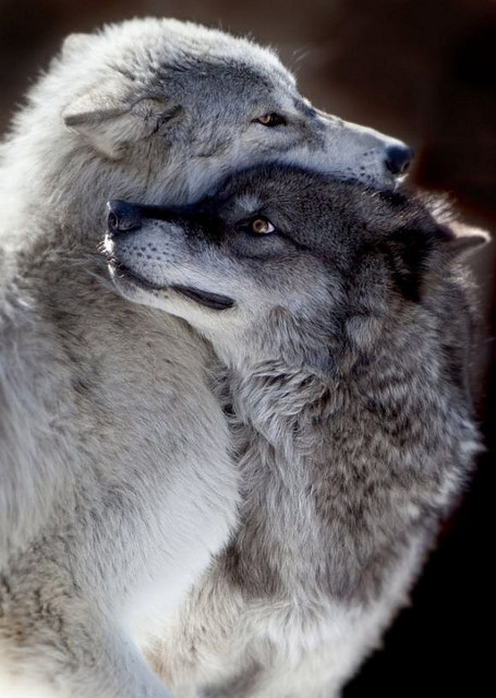 witchedways:  tulipnight:  Wolf Love by rarecollection.ch on Flickr.  bewitched forest 
