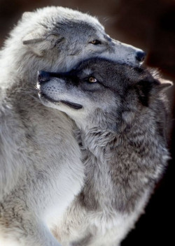 Witchedways:  Tulipnight:  Wolf Love By Rarecollection.ch On Flickr.  Bewitched Forest 