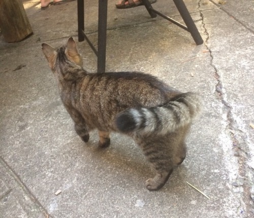 Little black footed backyard friend Miss hazelnut