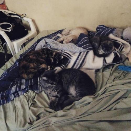 Todos durmiendo y no jodiendo :D #Cosita #Lanita #Draco #Gordito #CatLover #Cats &lt;3