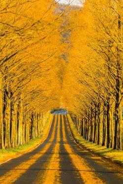 rosiesdreams:  Follow the yellow lines 