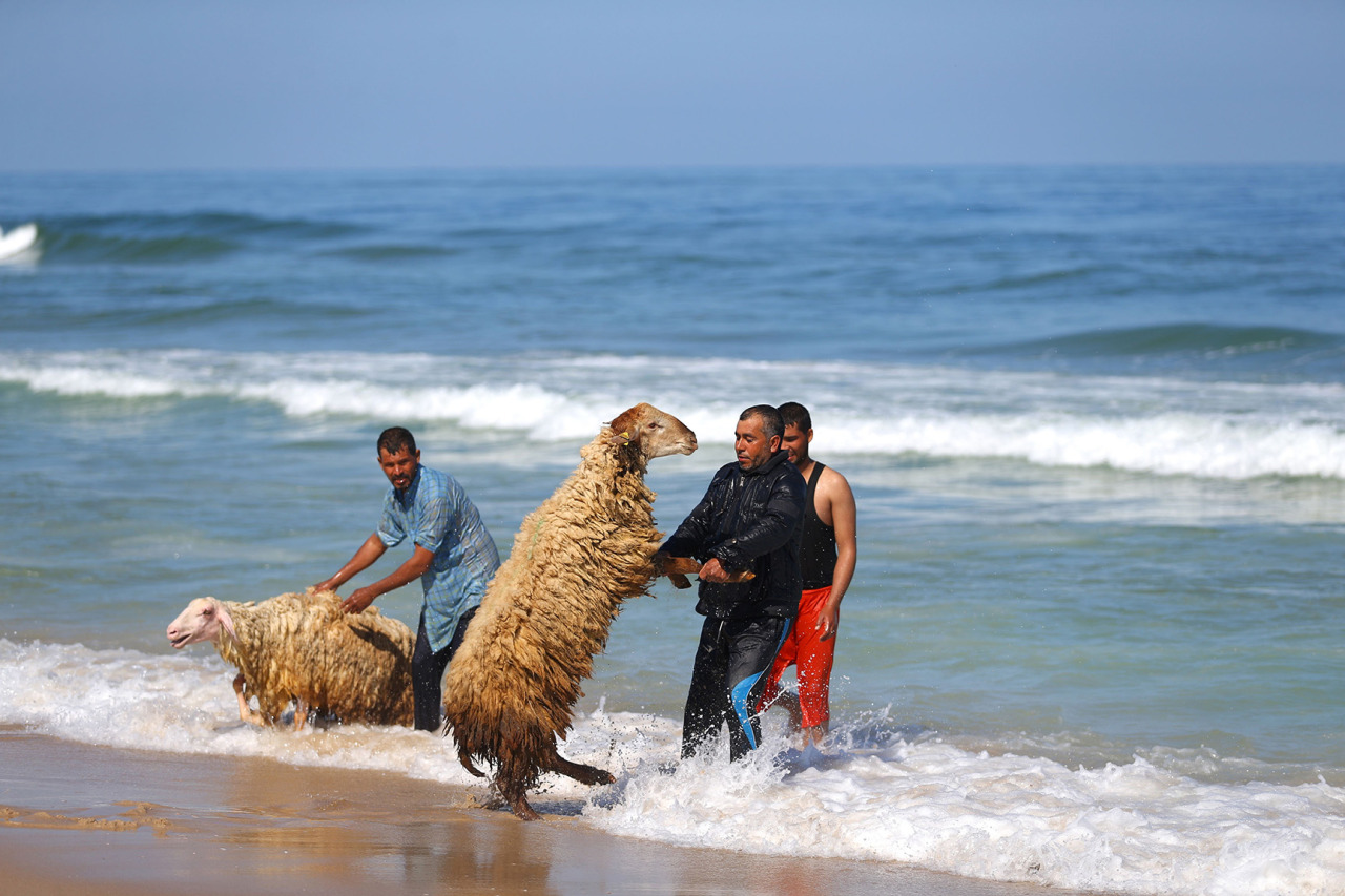 AL AGUA: En Gaza, los pastores lavan sus rebaños en el mar. Un pastor beduino palestino jala a su cordero al agua para lavarlo en la ciudad de Gaza. Todos los años antes de comenzar el verano, los pastores lavan sus rebaños en el mar. 29 de abril de...