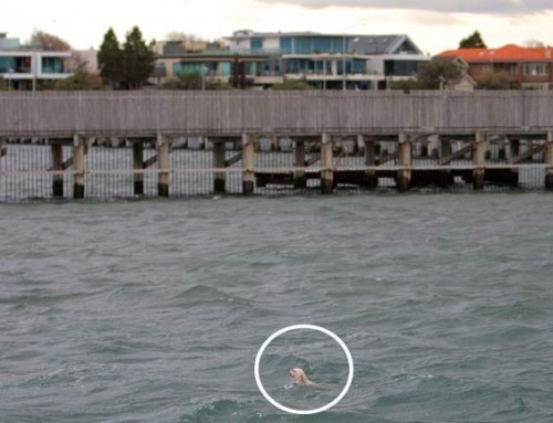 derekisme:  Heroic Male Model Strips To Save Drowning Dog Sue Drummond and her Maltese-Shih Tzu mix Bibi set off for a walk by the water in Melbourne, Australia, she had no idea that it could be Bibi’s last. But with furious winds estimated at 60 mph,