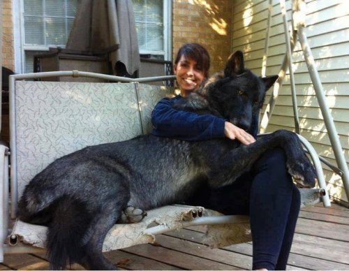 Just a girl with her domesticated black wolf