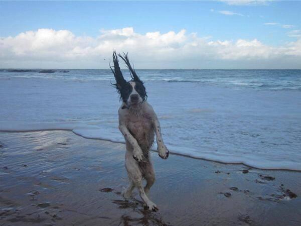 bunnyfood:  (via buzzfeed)  que vento hein dogui