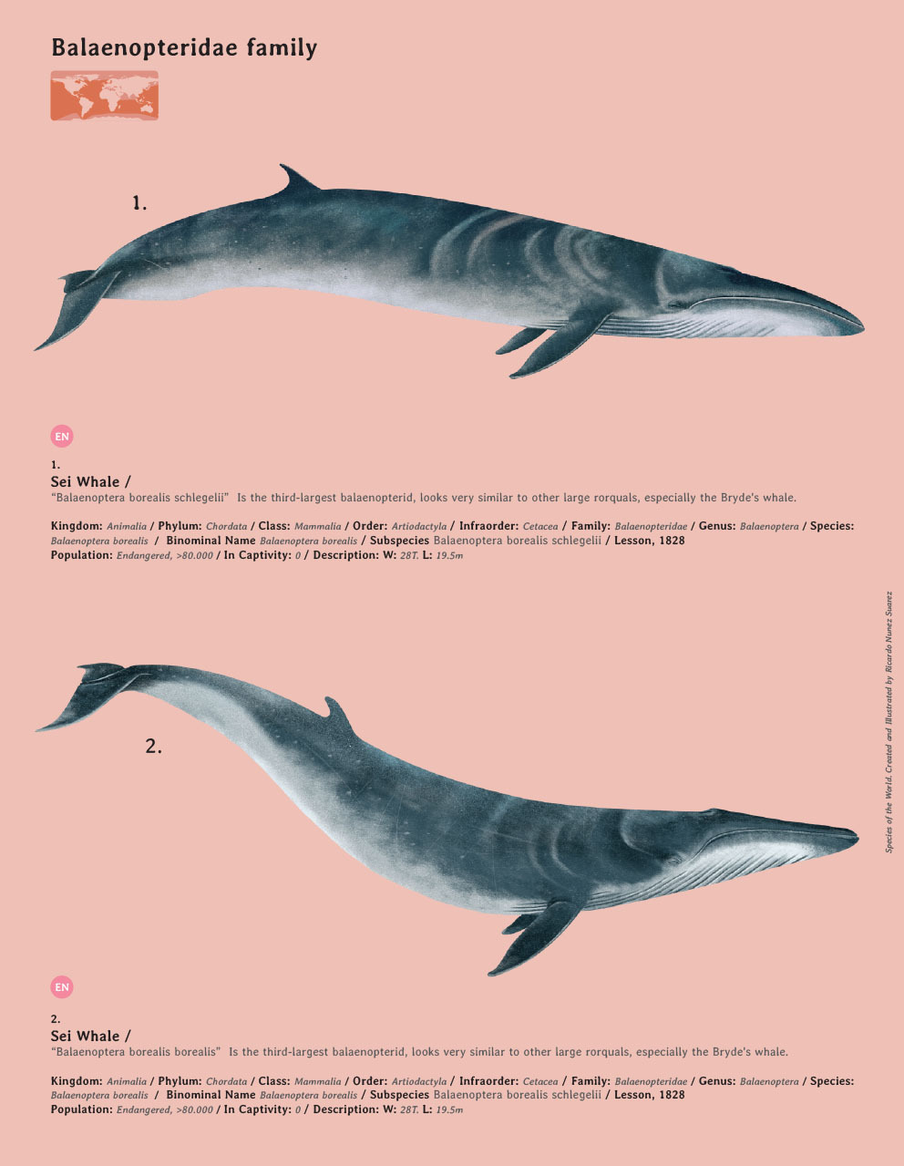 Species, All Mammals of the World — Sei Whale Is the third-largest rorqual  before the...