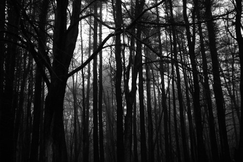 deep dark forest  by craig Cloutier