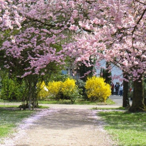 The #trees With The #pink #blossoms And The #yellow #forsythia Make A Nice #contrast In #Fredenbaumpark