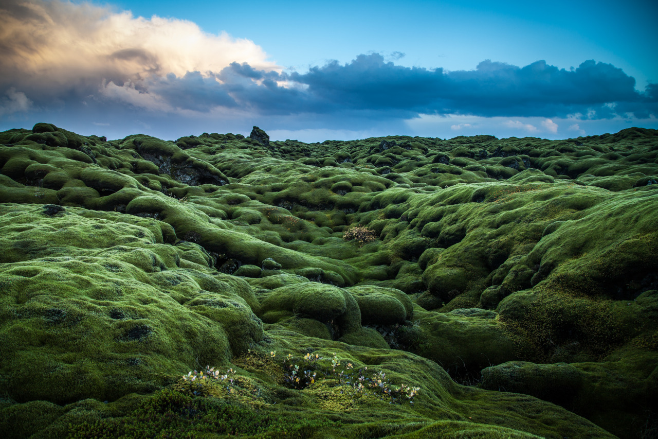Moss covered lava in Eldhraun Lava Field west of Kirkjubæjarklaustur, Skaftárhreppur, Iceland [NOT OC!] [by Andrés Nieto Porras] [5476x3651] 📷: devi1sdoz3n #Nature#mothernature#beach#sunset#landscape#sunrise#animal#animals#naturephotography