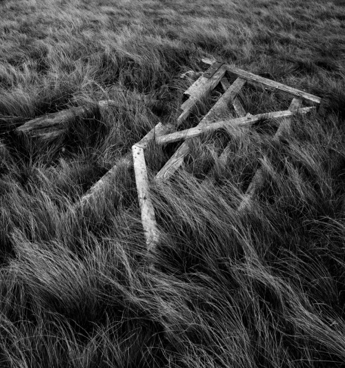 A Gate in the GrassAbandoned farmstead. North Pennines. UK.