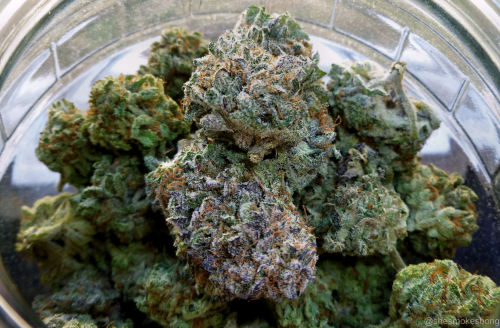 chrissycannabis: Blackberry kushhh