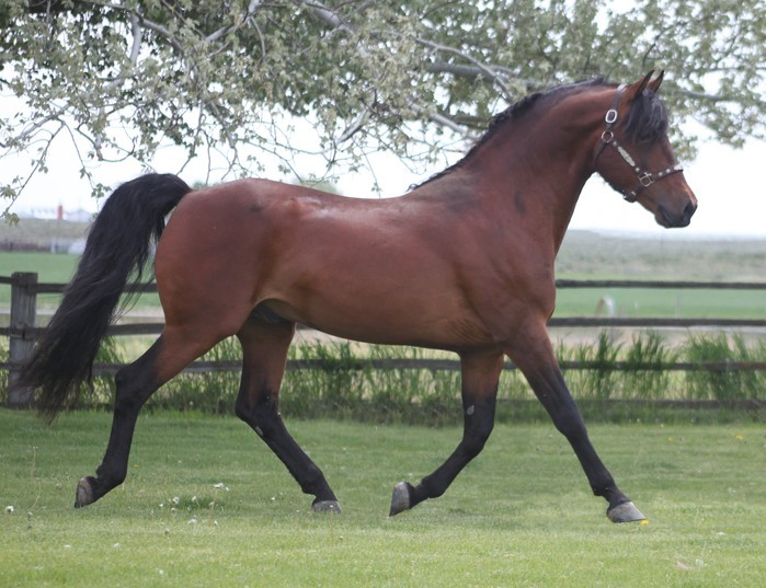 all-the-horses:LittleWood Rio BravadoPrimavera Bravado x Willowrun Hayli Morgan,