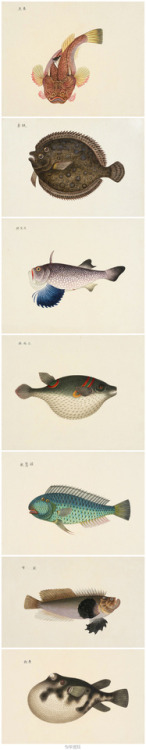 19th century sketches of fishes from the seas surrounding China and Japan. The fish in the top image