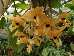 orchid-a-day: Stanhopea wardii Syn.: Stanhopea