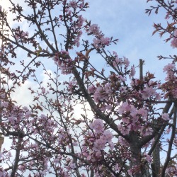 catswithjournals:  i saw the cutest pink blossoms today 🌸
