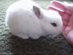 gifsboom:Bunny GIFs.(via buzzfeed)
