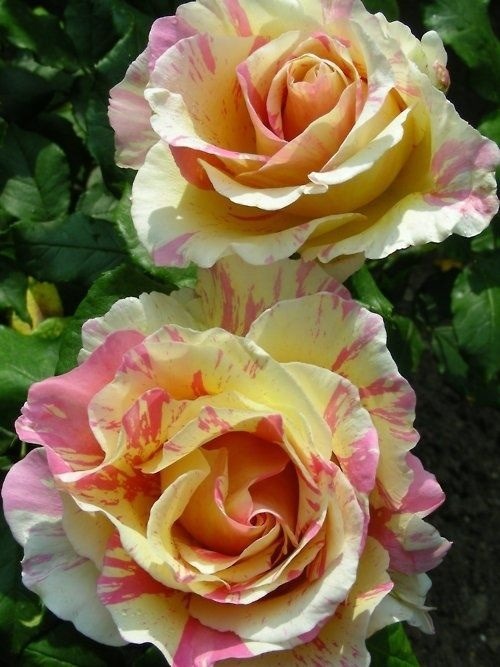 audreylovesparis:  Claude Monet Painter’s Rose