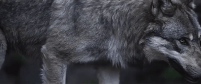 Focus: Rabid
