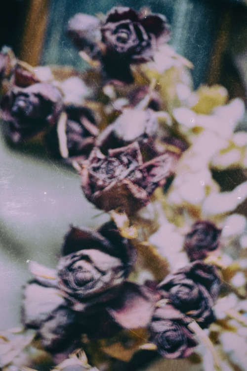 Jumy-MRoses /