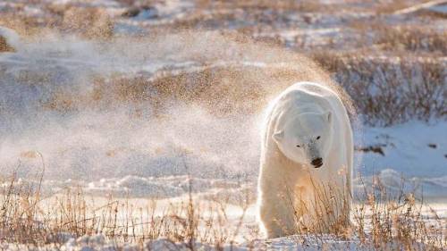 Porn photo taylormademadman: Polar bear in Hudson Bay,