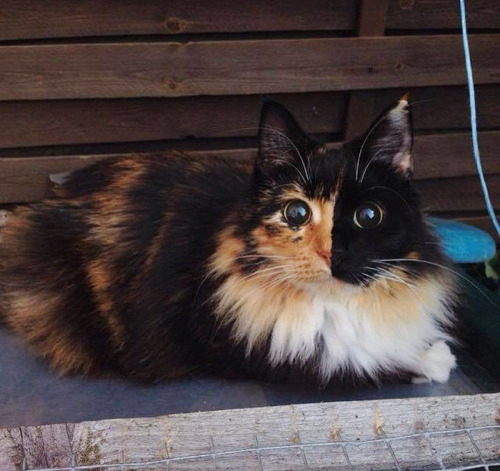 lady-halibuts-chambers: awesome-picz: This Blind Kitty Found On The Street Has Eyes No One Could Re