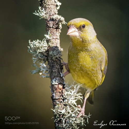 Greenfinch