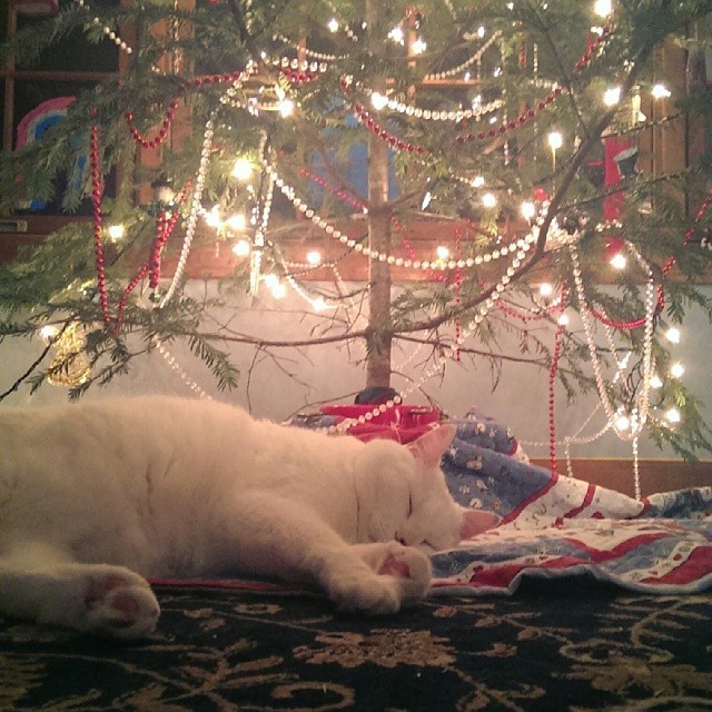 This guy.
#cats #Christmas