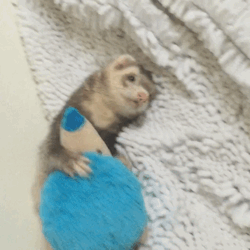 thelifeofmyferrets:Charlie’s favorite toy.