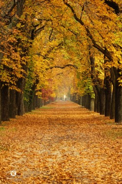 lifeisverybeautiful:  tunnel by Krisztian Fodor / 500px Autumn Leaves,  Beautiful Tree Tunnel