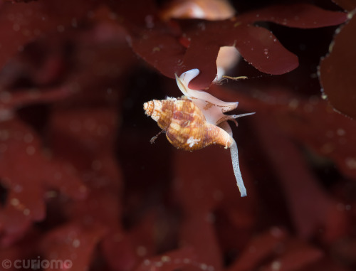 Hang in there little Sea Snail - photo taken in Hood Canal, WA