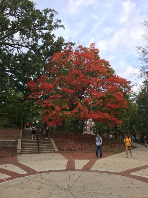 succulove:I get to walk past this gorgeous tree every day when I go to class!