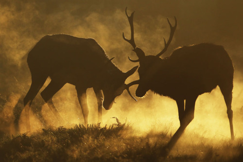 nubbsgalore:  the autumn rut in england’s richmond park, photographed by dan kitwood 